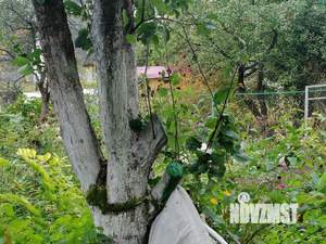 Дача 12м&sup2;, 1-этажный, участок 4 сот.  