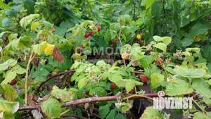 Дача 37м&sup2;, 2-этажный, участок 9 сот.  