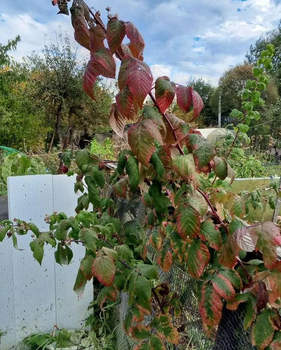 Дом 16м&sup2;, 1-этажный, участок 4 сот.  