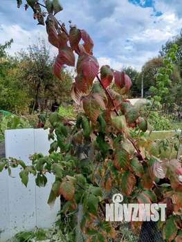 Дом 16м&sup2;, 1-этажный, участок 4 сот.  