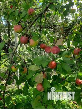 Дом 25м&sup2;, 1-этажный, участок 6 сот.  