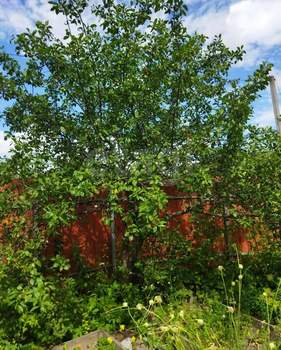 Дом 50м&sup2;, 1-этажный, участок 5 сот.  