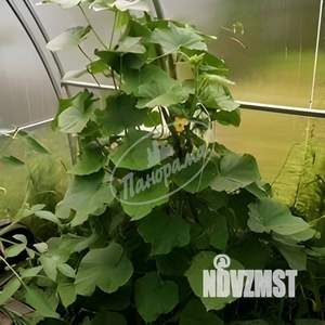 Дача 26м&sup2;, 2-этажный, участок 4 сот.  