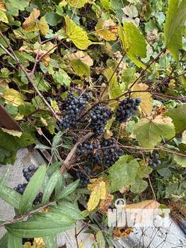 Дом 30м&sup2;, 2-этажный, участок 7 сот.  